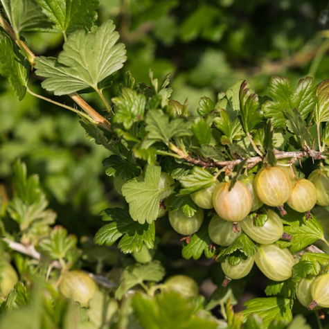 Agrest biały krzaczasty START PACK