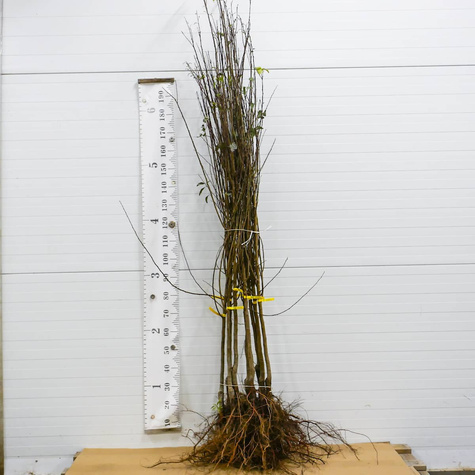 Śliwomorela Dapple Dandy