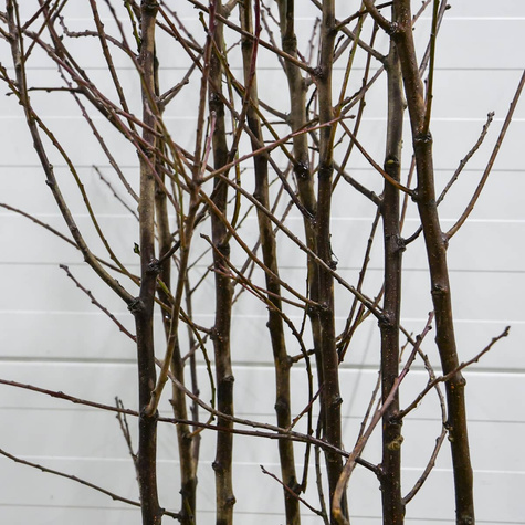 Śliwa Record START PACK