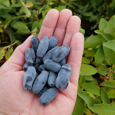 Jagoda kamczacka Docz Velikana