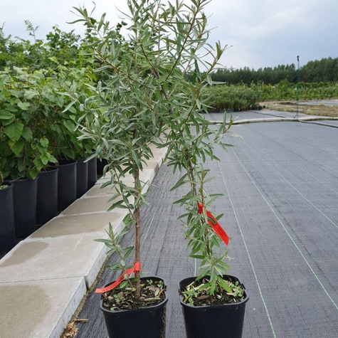 Rokitnik pospolity Leikora Żeński (C2)