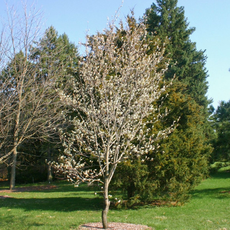 Śliwa typ Polinka START PACK