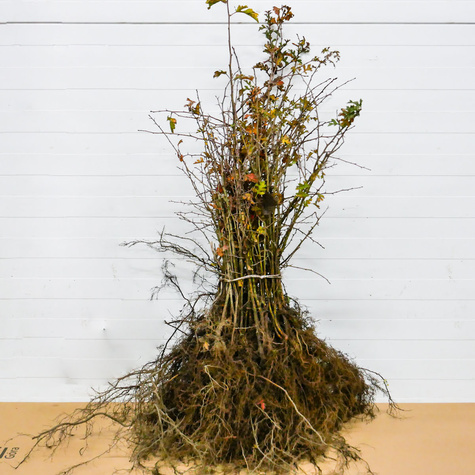 Głóg jednoszyjkowy Plant Pack