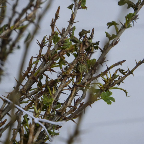 Porzeczko-agrest krzaczasty START PACK