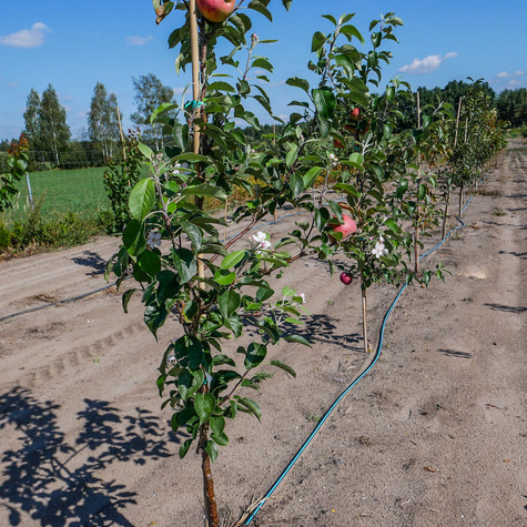 Jabłoń Freeredstar parchoodporna START PACK