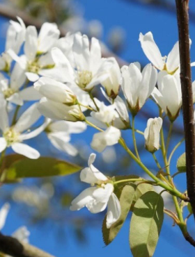 Świdośliwa gładka Ballerina