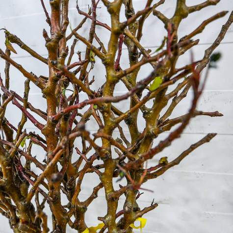 Grusza kolumnowa Obelisk