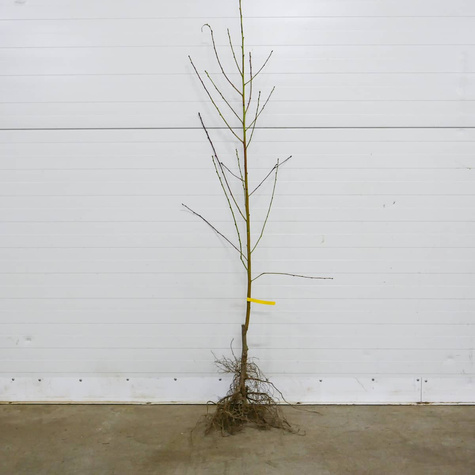 Brzoskwinia Harrow Diamond