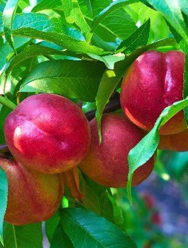 Nektaryna Fantasia START PACK