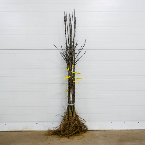 Jabłoń Reneta Landsberska Landzberska START PACK