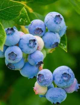 Borówka amerykańska Patriot