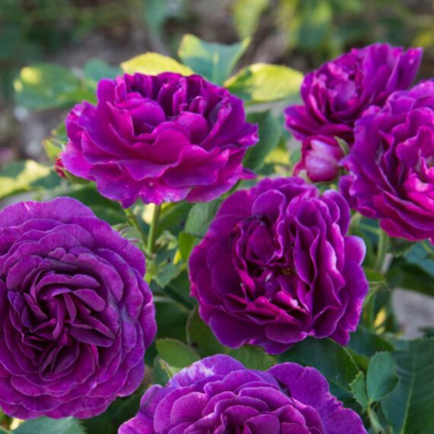 Róża rabatowa Minerva fioletowa balot