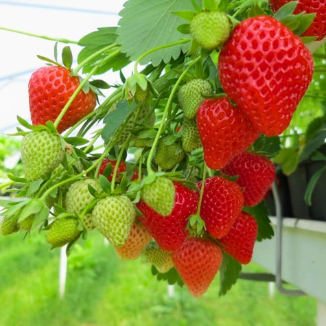 Truskawka Portola pnąca, wisząca, powtarzająca FRIGO
