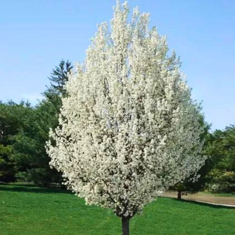 Śliwa typu Kalipso START PACK