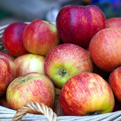 Jabłoń Lobo START PACK