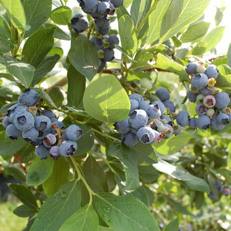Borówka amerykańska Herbert w doniczce