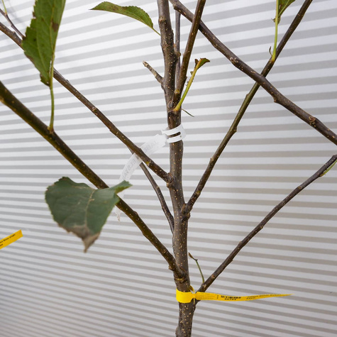 Jabłoń Elstar START PACK