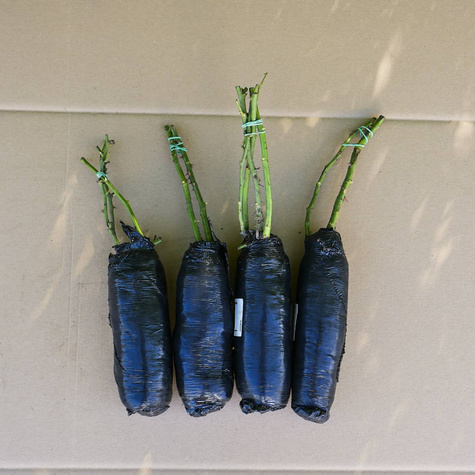 Róża parkowa Kölner Flora różowa balot