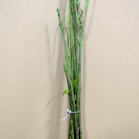 Trzmielina miododajna Plant Pack