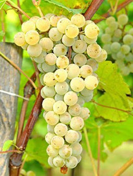 Winorośl winogrona Muskat Odesskij