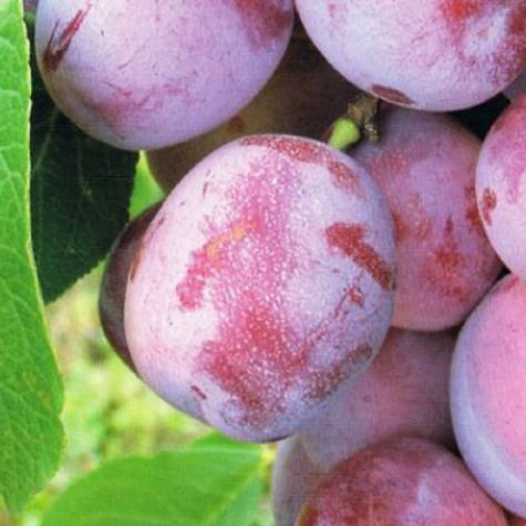 Półkarłowa Śliwa Jubileum