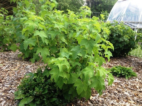 Porzeczka czarna Titania w doniczce