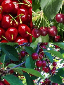 Zestaw Czereśni Karłowych Plant Pack