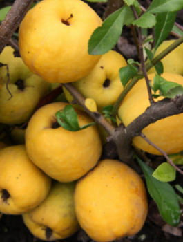 Pigwowiec mieszańcowy Tamara wczesny zbiór (C2)