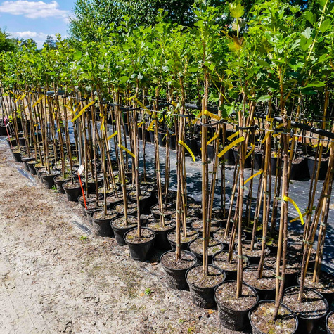 Agrest żółty Invicta na pniu w doniczce