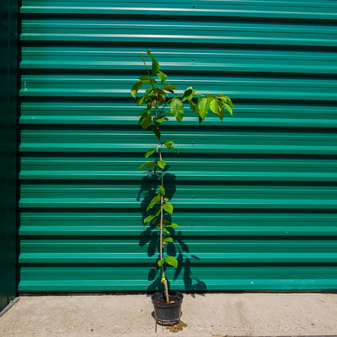 Czereśnia kolumnowa Silva Mrozoodporna w doniczce (C2)