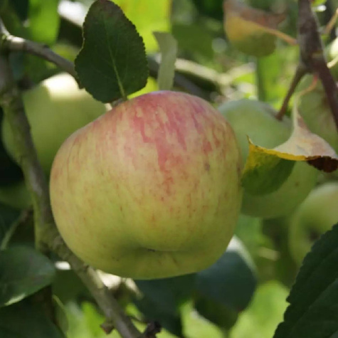Jabłoń Szara Reneta w doniczce