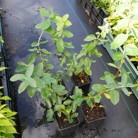 Jagoda kamczacka Giants Heart późna słodka