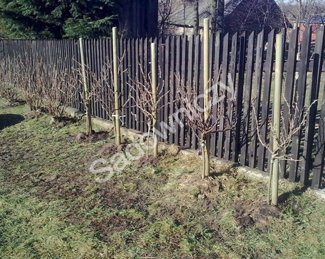 Duo porzeczka czerwono-czarna na pniu w doniczce