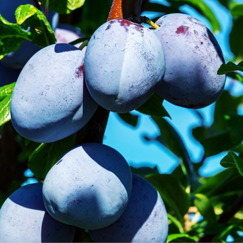 Śliwa kolumnowa Star START PACK