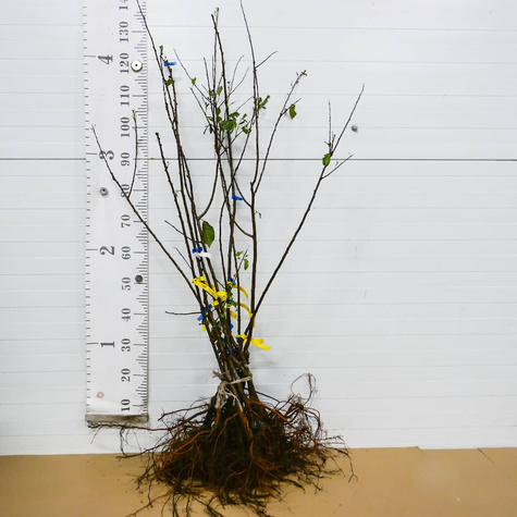 Śliwa japońska Kometa Samopłodna