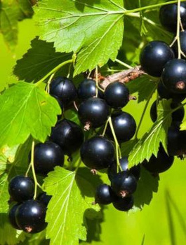 Porzeczka czarna START PACK