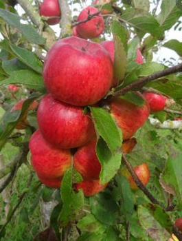 Jabłoń Topaz Parchoodporny