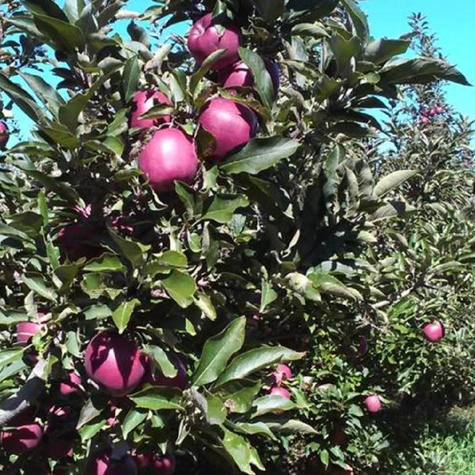 Jabłoń Red Delicious Jeronimo w doniczce