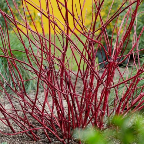 Dereń biały Plant Pack