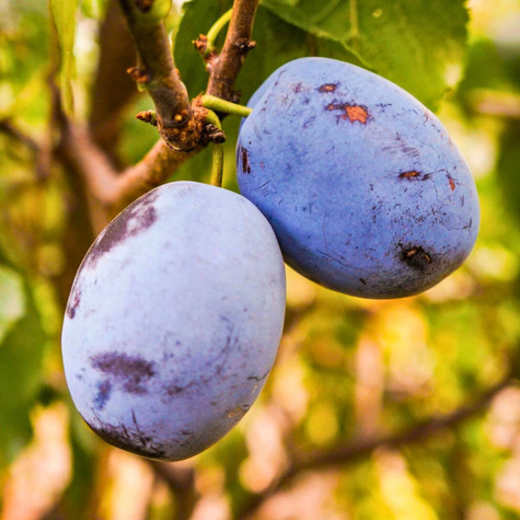 Śliwa Empres bardzo duże i soczyste owoce Plant Pack