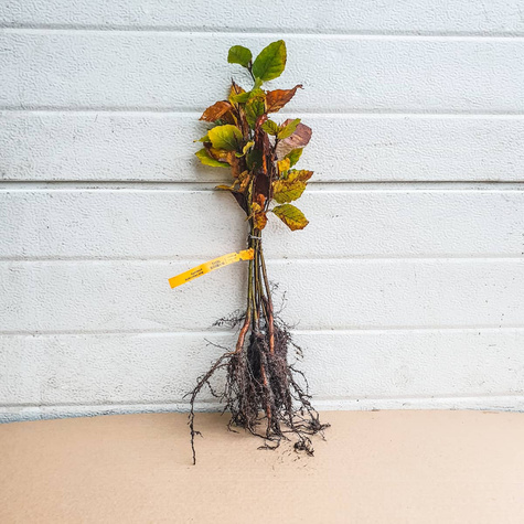 Buk Zwyczajny Pospolity PREMIUM SADZONKI Plant Pack