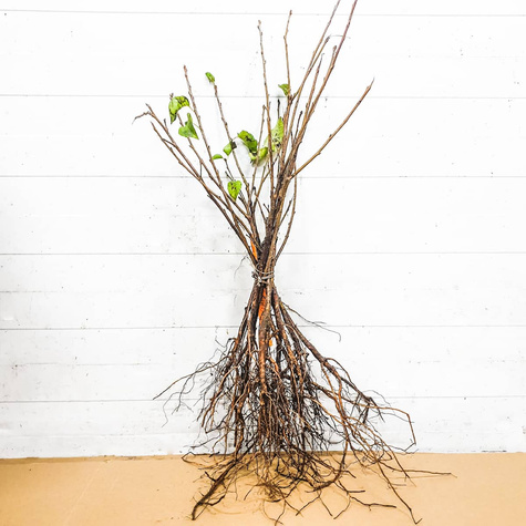 Wiśnia wonna Antypka na zywopłot Plant Pack