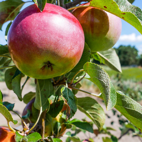 Jabłoń Fantazja START PACK