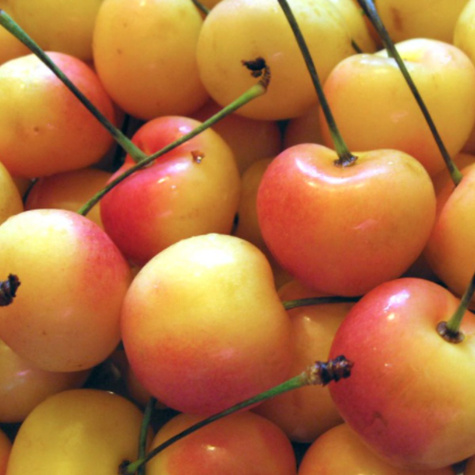 Czereśnia Kunzego WYBITNIE SMACZNA START PACK