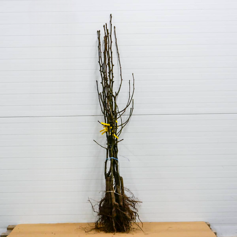 Grusza azjatycka Chojuro Mrozoodporna