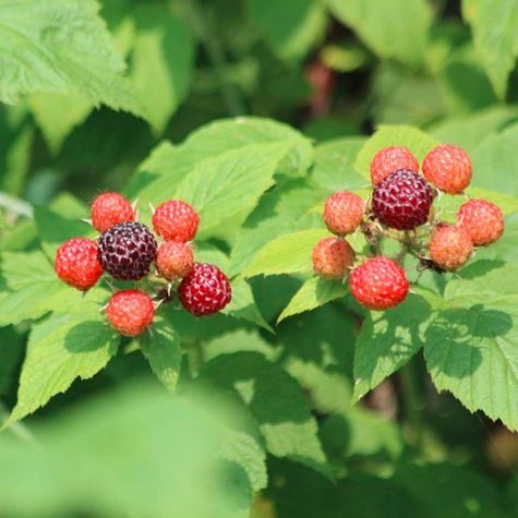 Malina czarna Heban Black Polka w doniczce