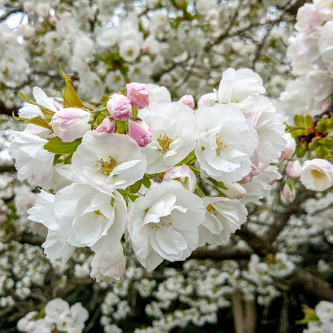 Czereśnia Octawia w doniczce