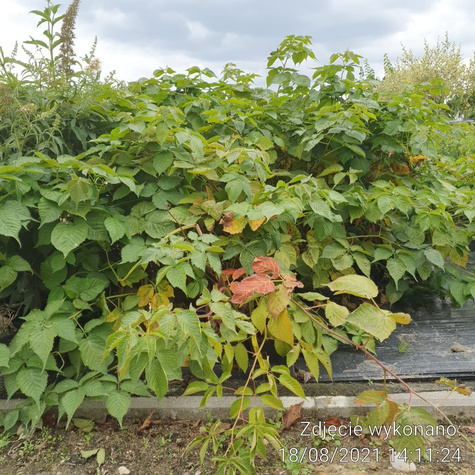 Jeżyna bezkolcowa sadzonki