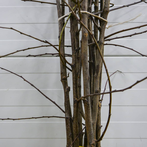 Śliwa Stanley START PACK