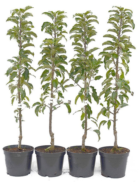 Jabłoń kolumnowa Maypole Balerina w doniczce